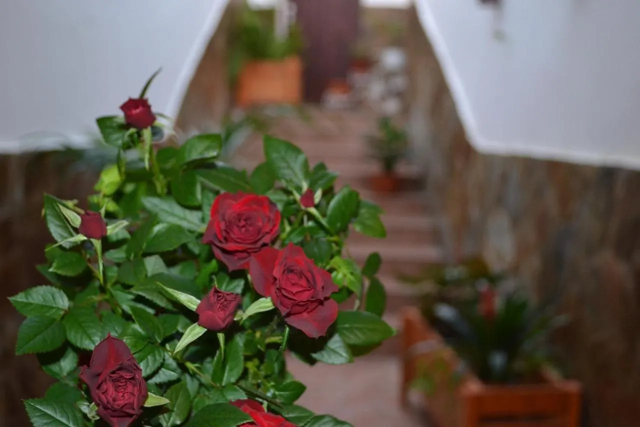 Casa de hóspedes Casa Álamo Agaete Hotel Agaete